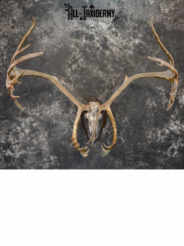 Caribou Antlers skull plaque taxidermy for sale SKU 1026 All Taxidermy