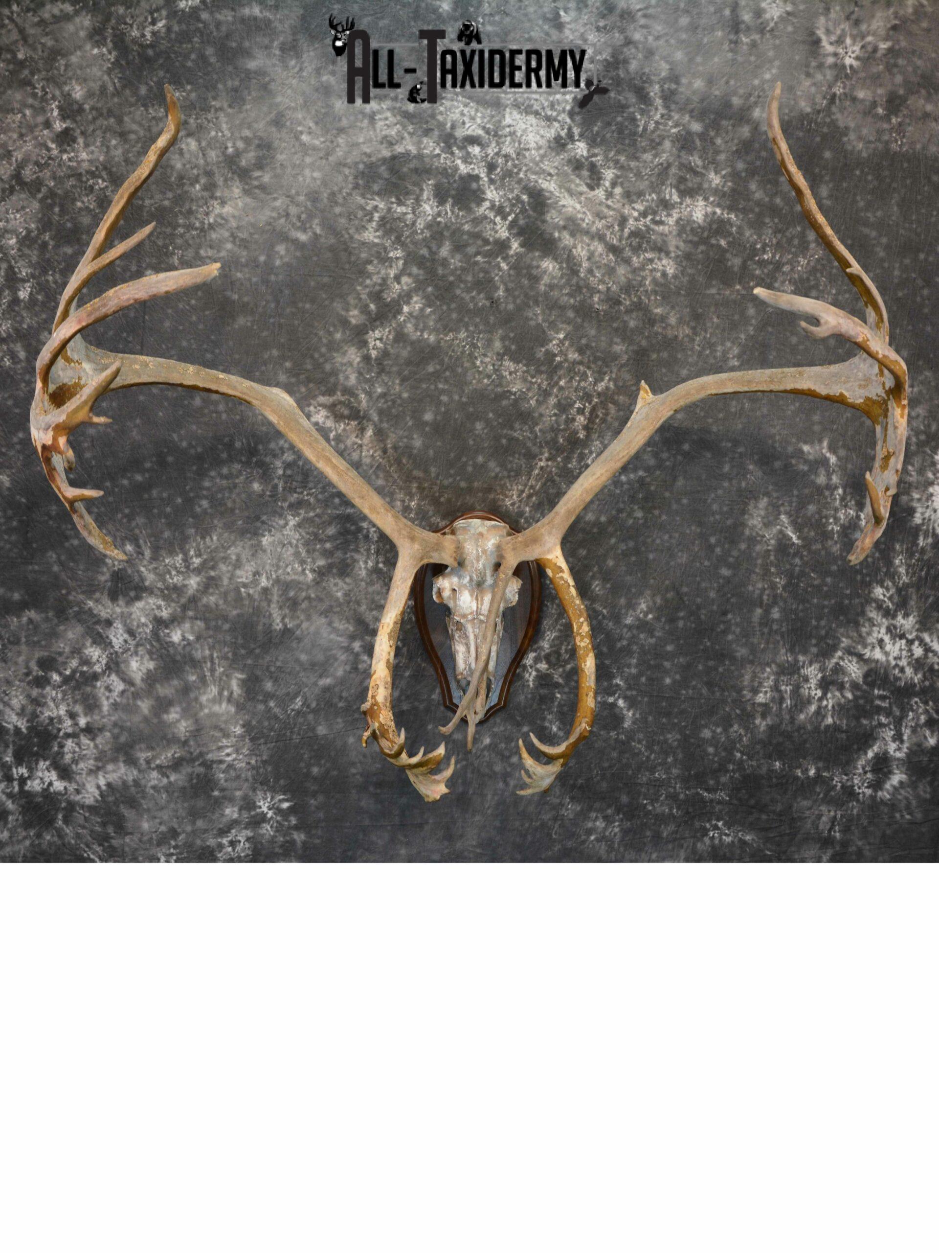 Caribou Antlers skull plaque taxidermy for sale SKU 1026