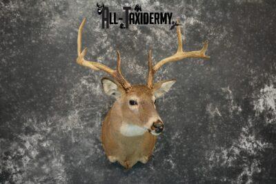 Whitetail Taxidermy Mount For Sale SKU 1196