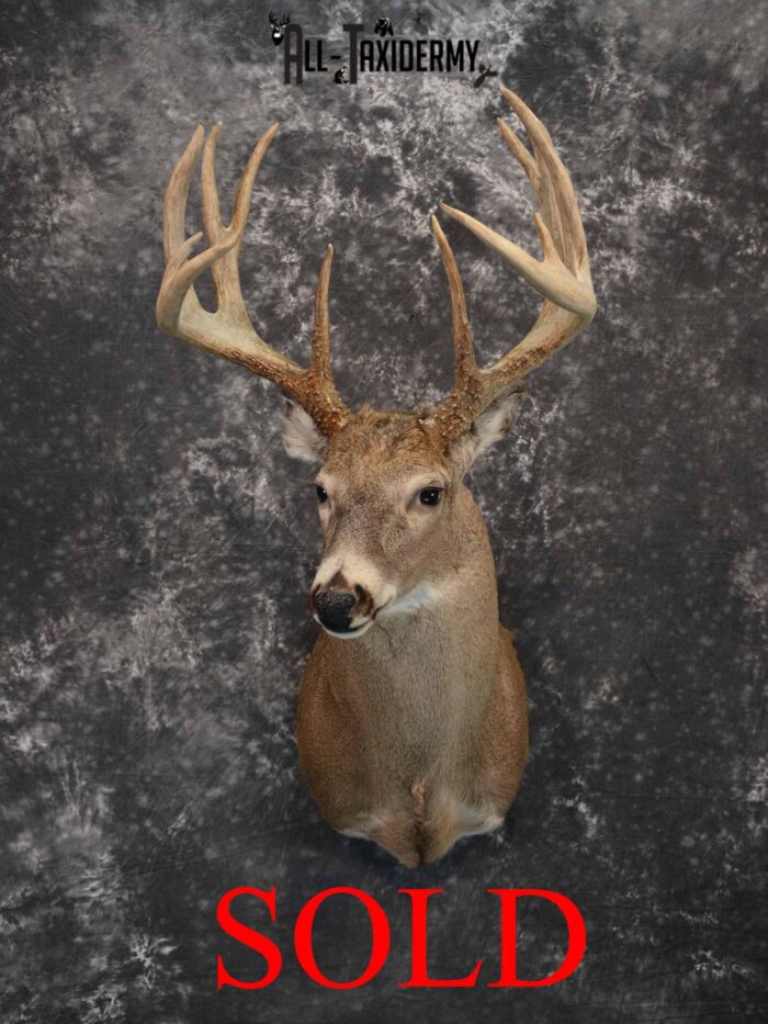 Whitetail Taxidermy Mount For Sale SKU 1197