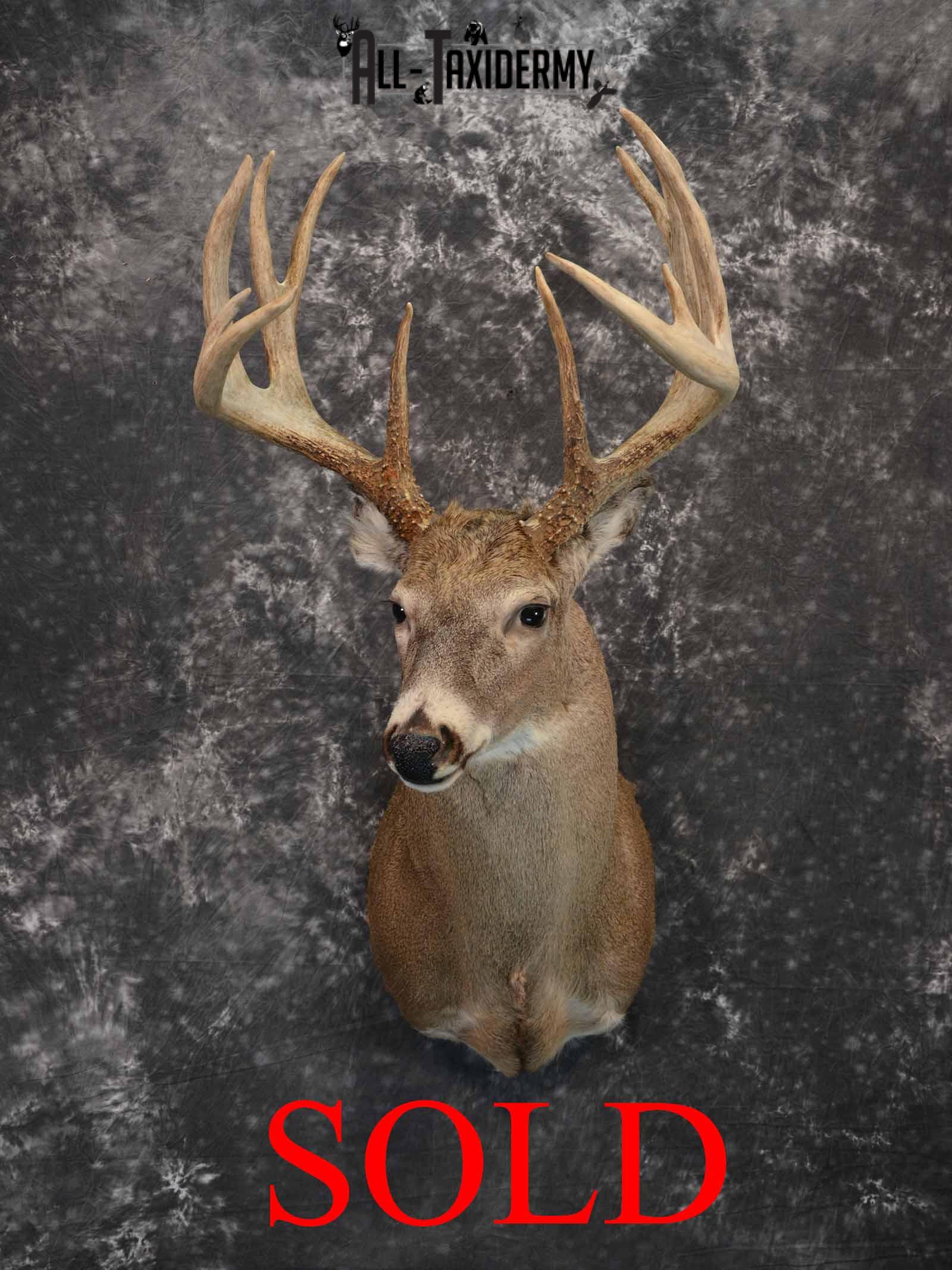 Whitetail Taxidermy Mount For Sale SKU 1197 - All Taxidermy