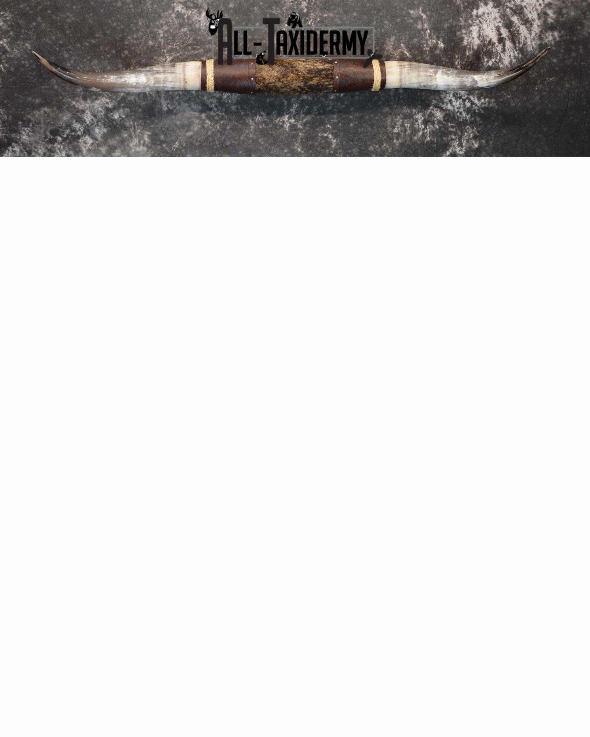 Longhorn bull taxidermy for sale SKU 1193