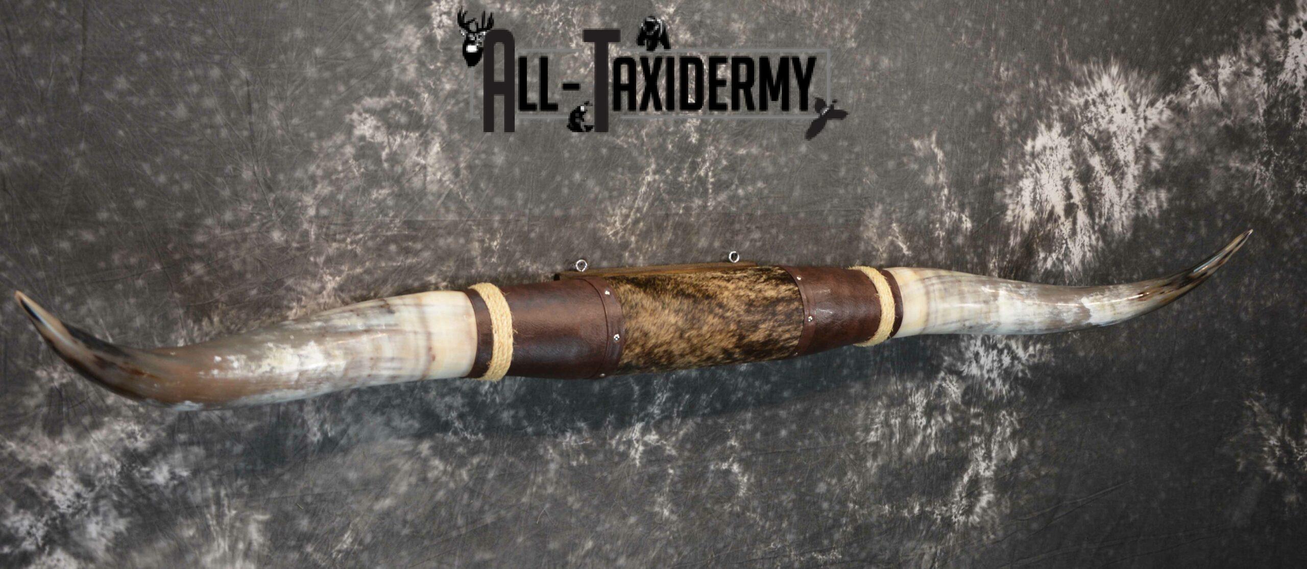 Longhorn bull taxidermy for sale SKU 1193 - Image 2