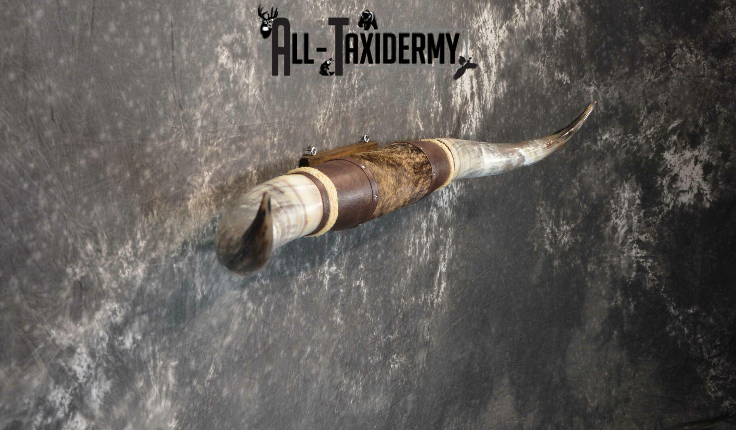 Longhorn bull taxidermy for sale SKU 1193 - Image 3