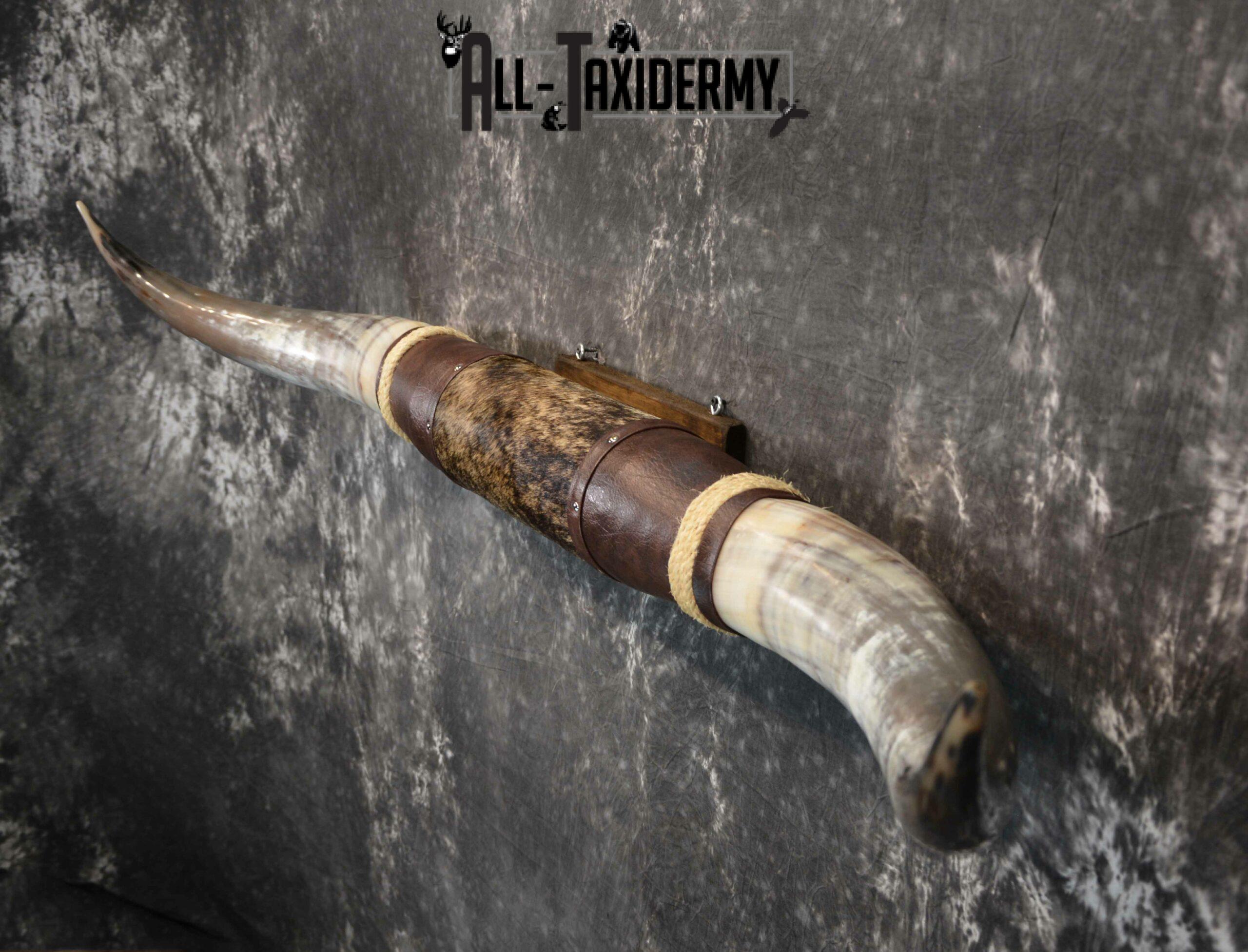 Longhorn bull taxidermy for sale SKU 1193 - Image 5