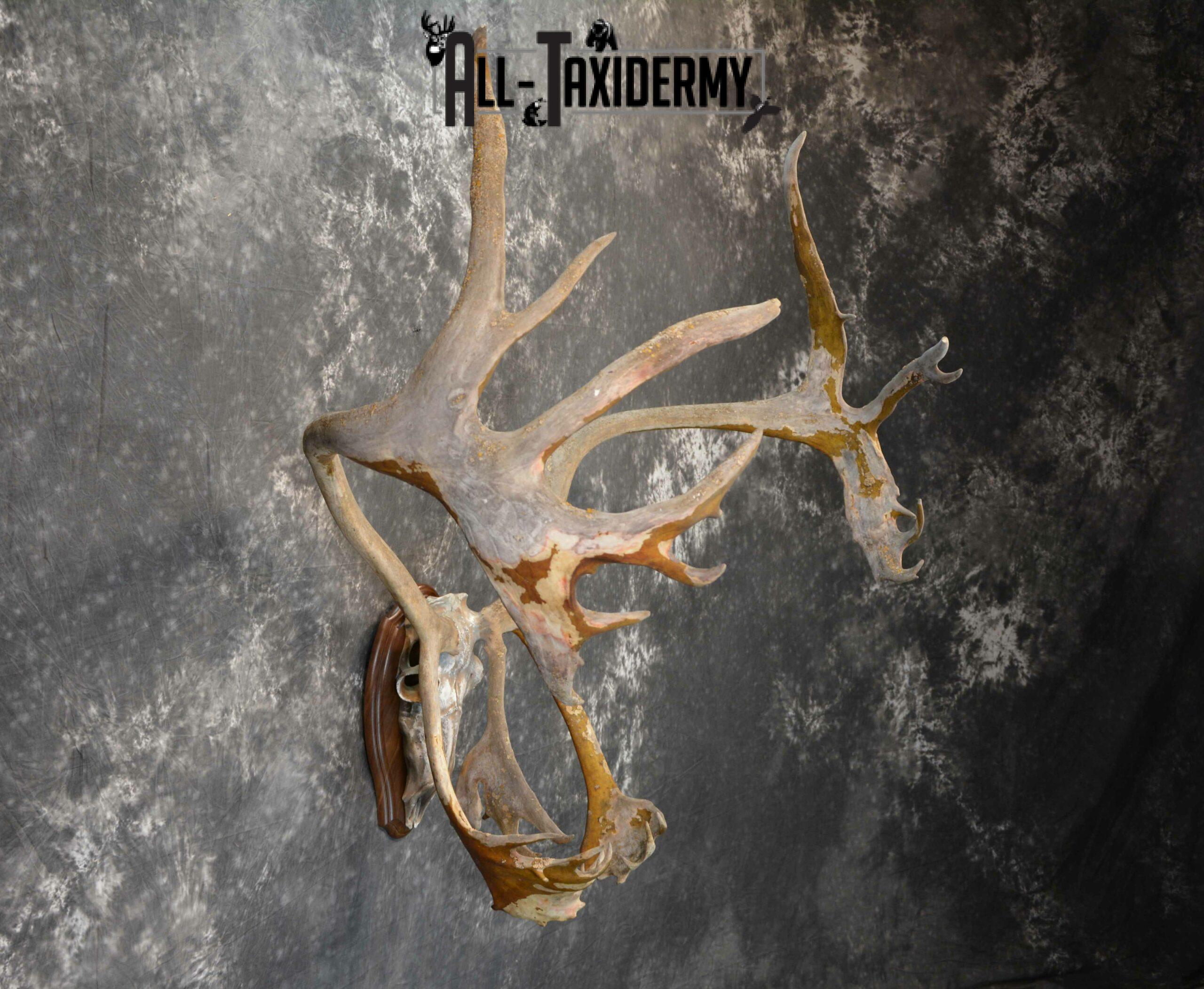 Caribou Antlers skull plaque taxidermy for sale SKU 1026 - Image 2