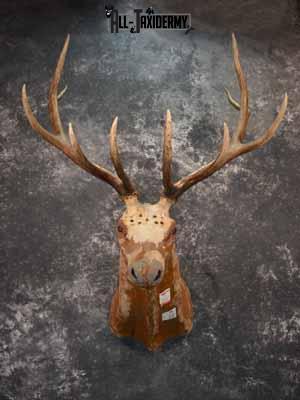 Elk décor shoulder mount SKU1014