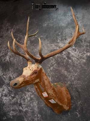 Elk décor shoulder mount SKU1014 - Image 2