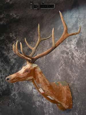 Elk décor shoulder mount SKU1014 - Image 3