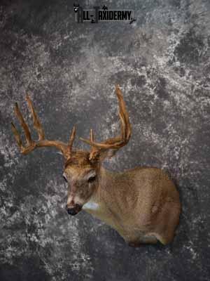 Whitetail Deer shoulder mount taxidermy for sale SKU 1066 - Image 2