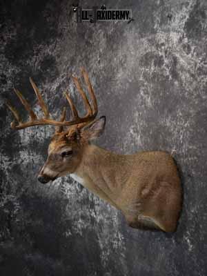 Whitetail Deer shoulder mount taxidermy for sale SKU 1066 - Image 3