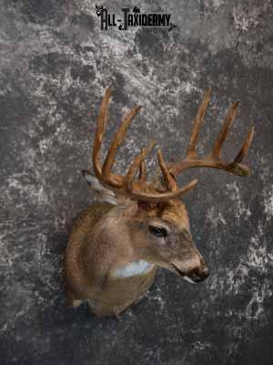 Whitetail Deer shoulder mount taxidermy for sale SKU 1066 - Image 4