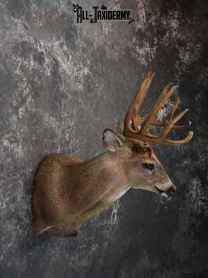 Whitetail Deer shoulder mount taxidermy for sale SKU 1066 - Image 5