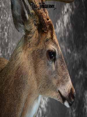 Whitetail Deer shoulder mount taxidermy for sale SKU 1066 - Image 6