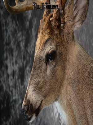 Whitetail Deer shoulder mount taxidermy for sale SKU 1066 - Image 7