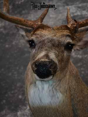 Whitetail Deer shoulder mount taxidermy for sale SKU 1066 - Image 8