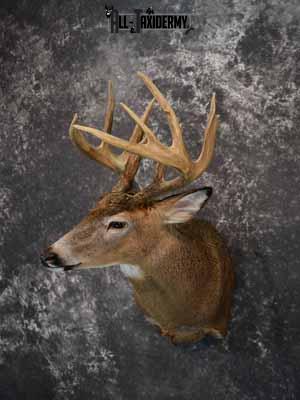 Whitetail deer shoulder mount taxidermy for sale SKU 1067 - Image 2