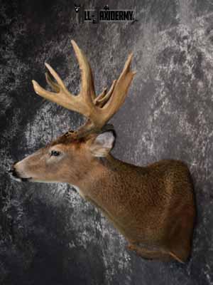 Whitetail deer shoulder mount taxidermy for sale SKU 1067 - Image 3