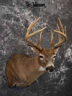 Whitetail deer shoulder mount taxidermy for sale SKU 1067 - Image 4