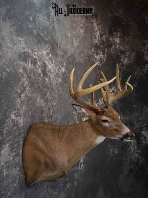 Whitetail deer shoulder mount taxidermy for sale SKU 1067 - Image 5