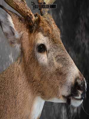 Whitetail deer shoulder mount taxidermy for sale SKU 1067 - Image 6