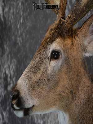 Whitetail deer shoulder mount taxidermy for sale SKU 1067 - Image 7