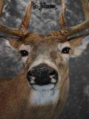 Whitetail deer shoulder mount taxidermy for sale SKU 1067 - Image 8
