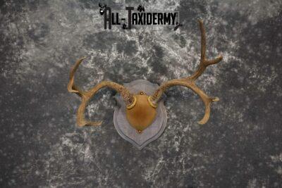 Mule Deer Antler base plaque taxidermy mount for sale SKU 1188
