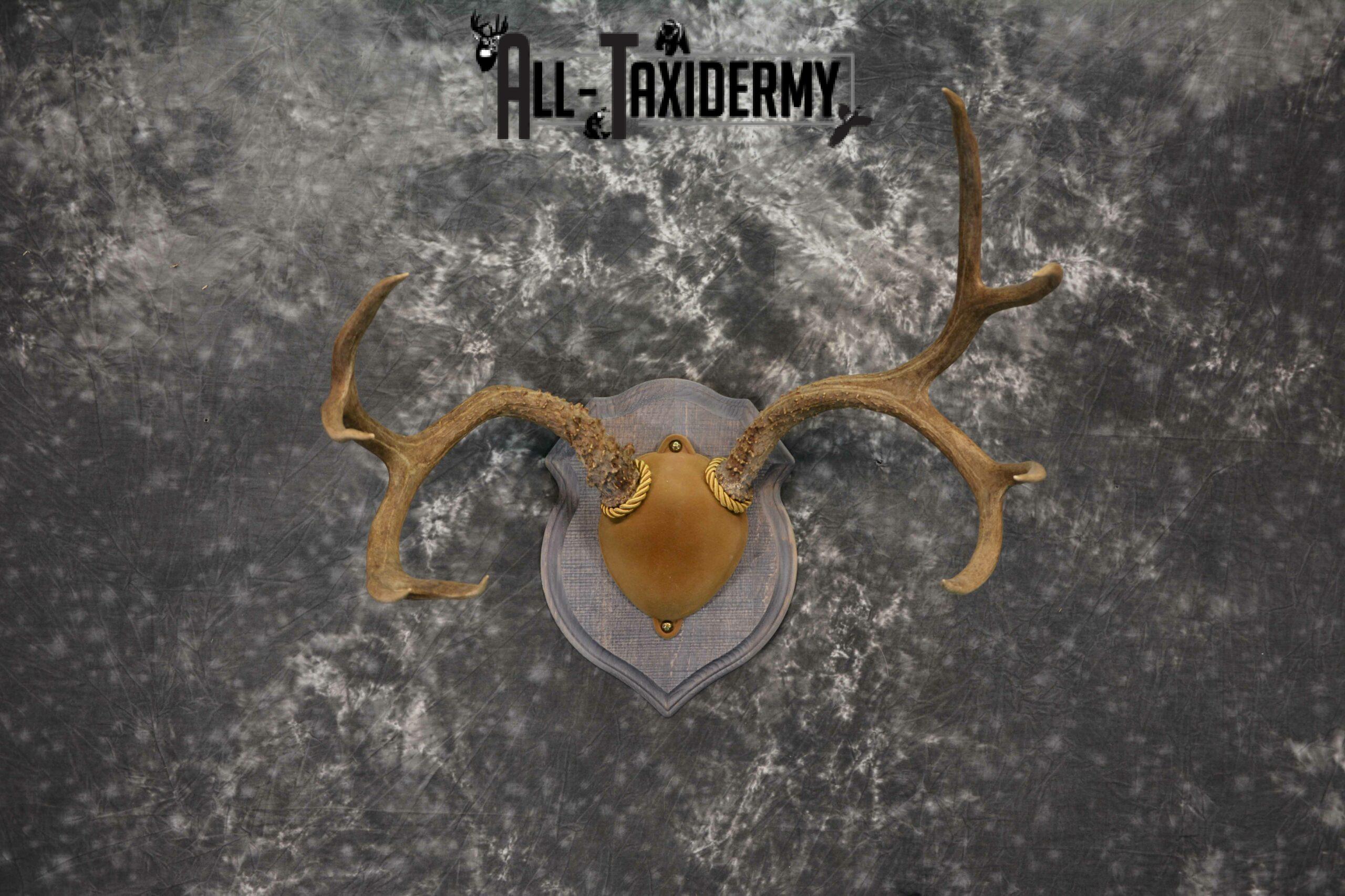 Mule Deer Antler base plaque taxidermy mount for sale SKU 1188