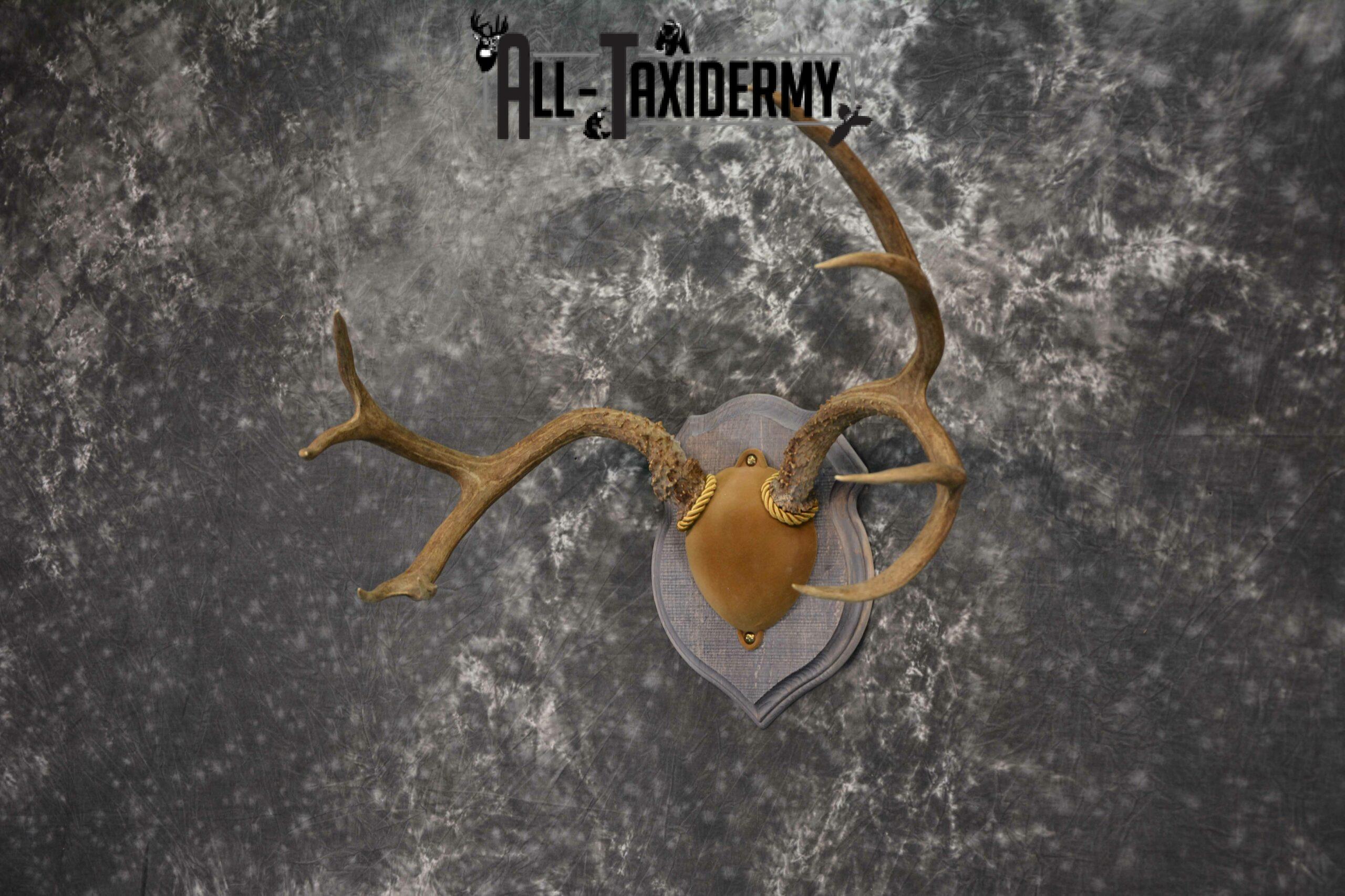 Mule Deer Antler base plaque taxidermy mount for sale SKU 1188 - Image 2