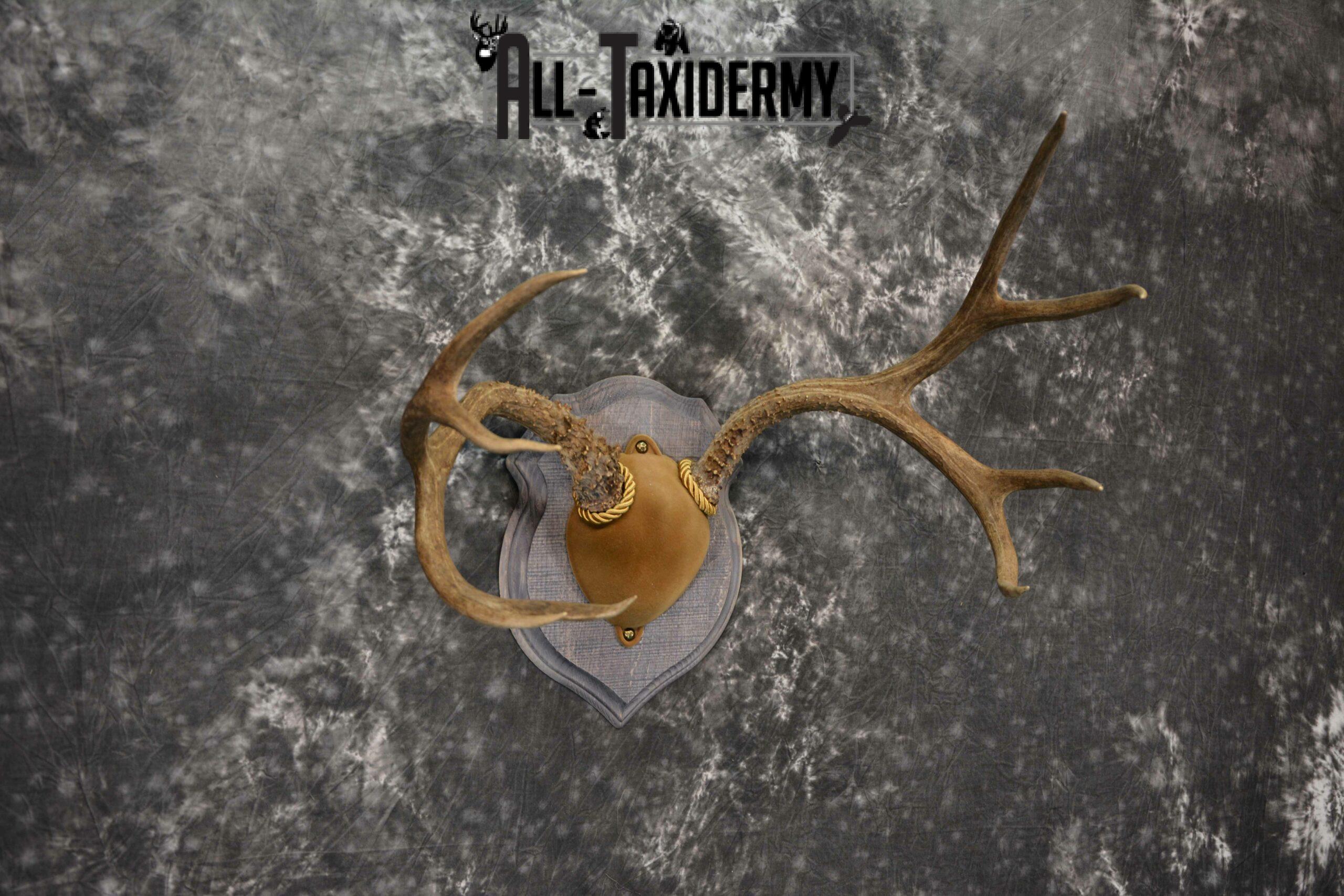 Mule Deer Antler base plaque taxidermy mount for sale SKU 1188 - Image 3