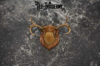 Whitetail antler base plaque taxidermy mount for sale SKU 1204