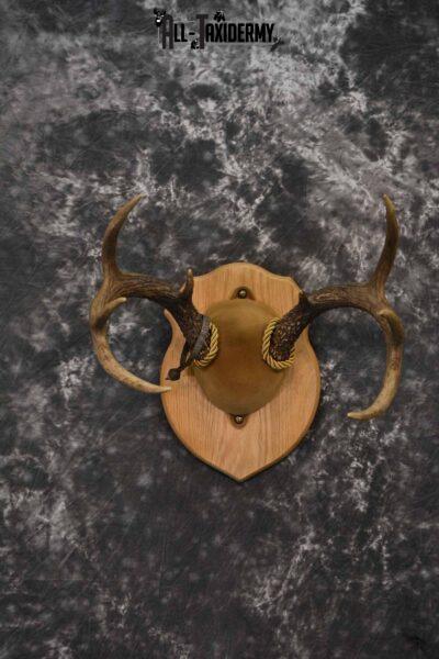 Whitetail antler base plaque taxidermy mount for sale SKU 1205