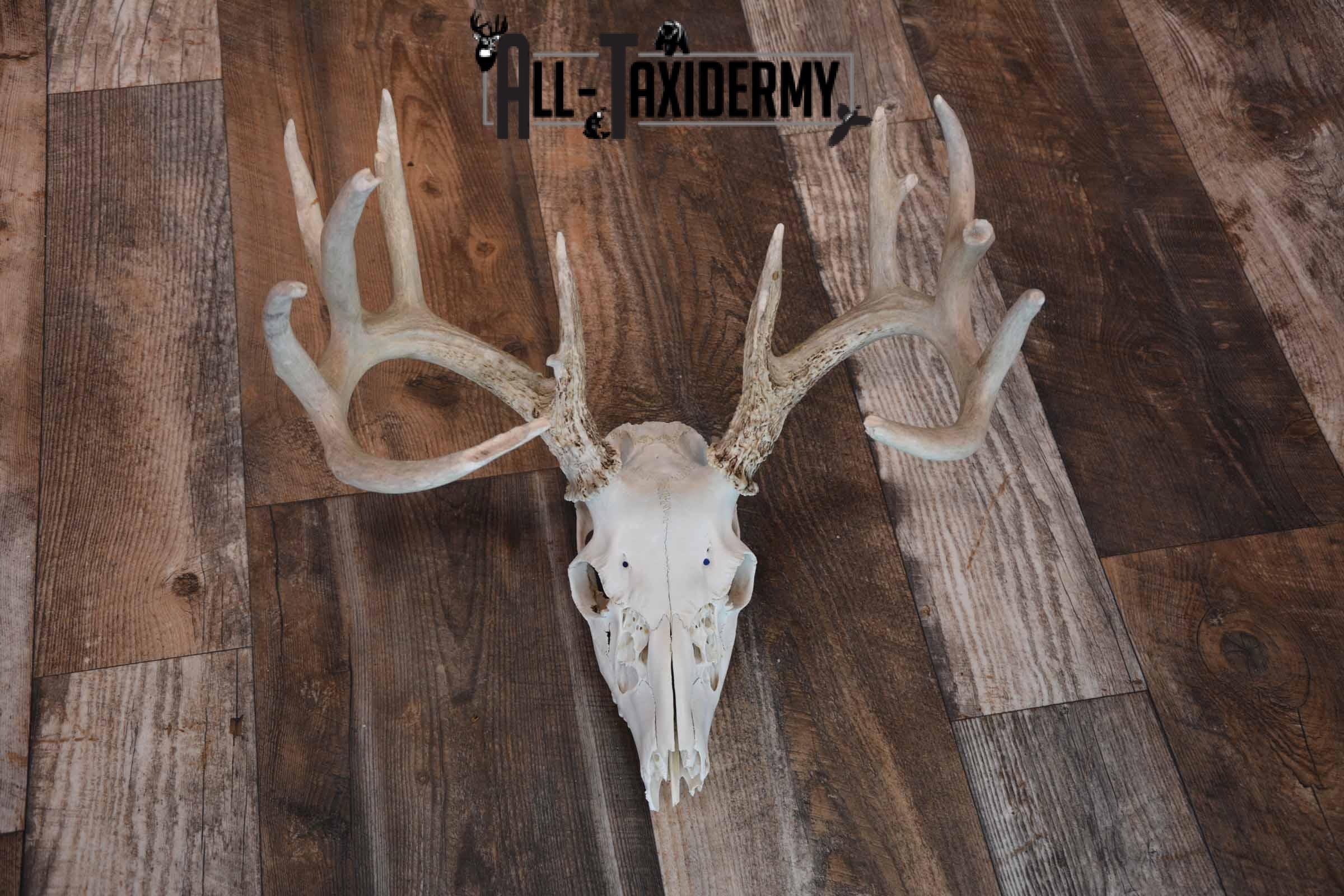 Whitetail Deer European skull mount for sale SKU 1207 - Image 2