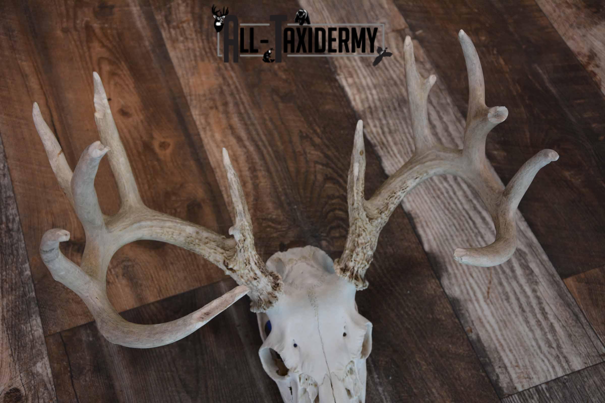 Whitetail Deer European skull mount for sale SKU 1207 - Image 3
