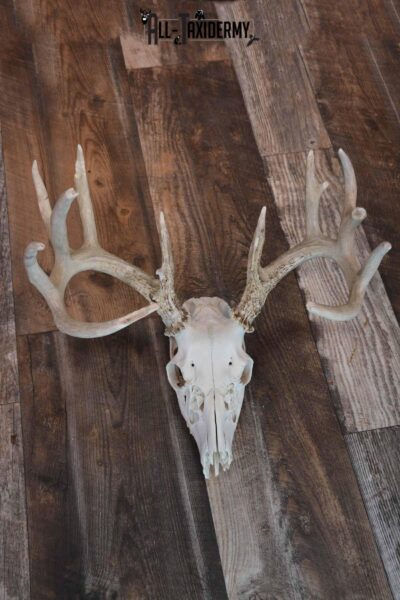 Whitetail Deer European skull mount for sale SKU 1207