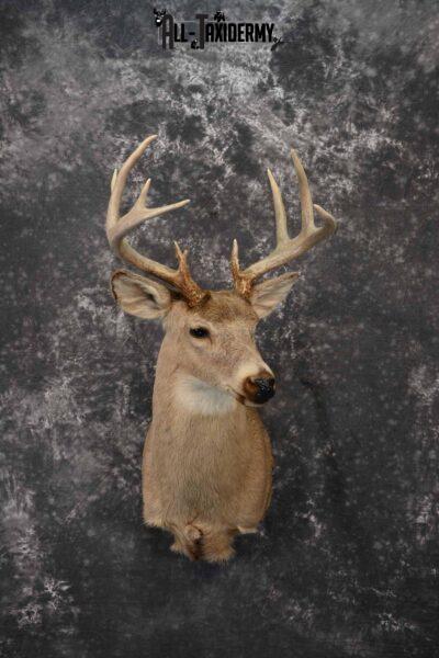Whitetail deer taxidermy shoulder mount for sale SKU 1216