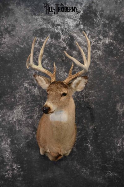 Whitetail deer taxidermy mount for sale SKU 1217