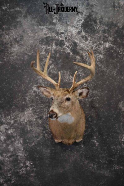 Whitetail deer taxidermy shoulder mount for sale SKU 1218