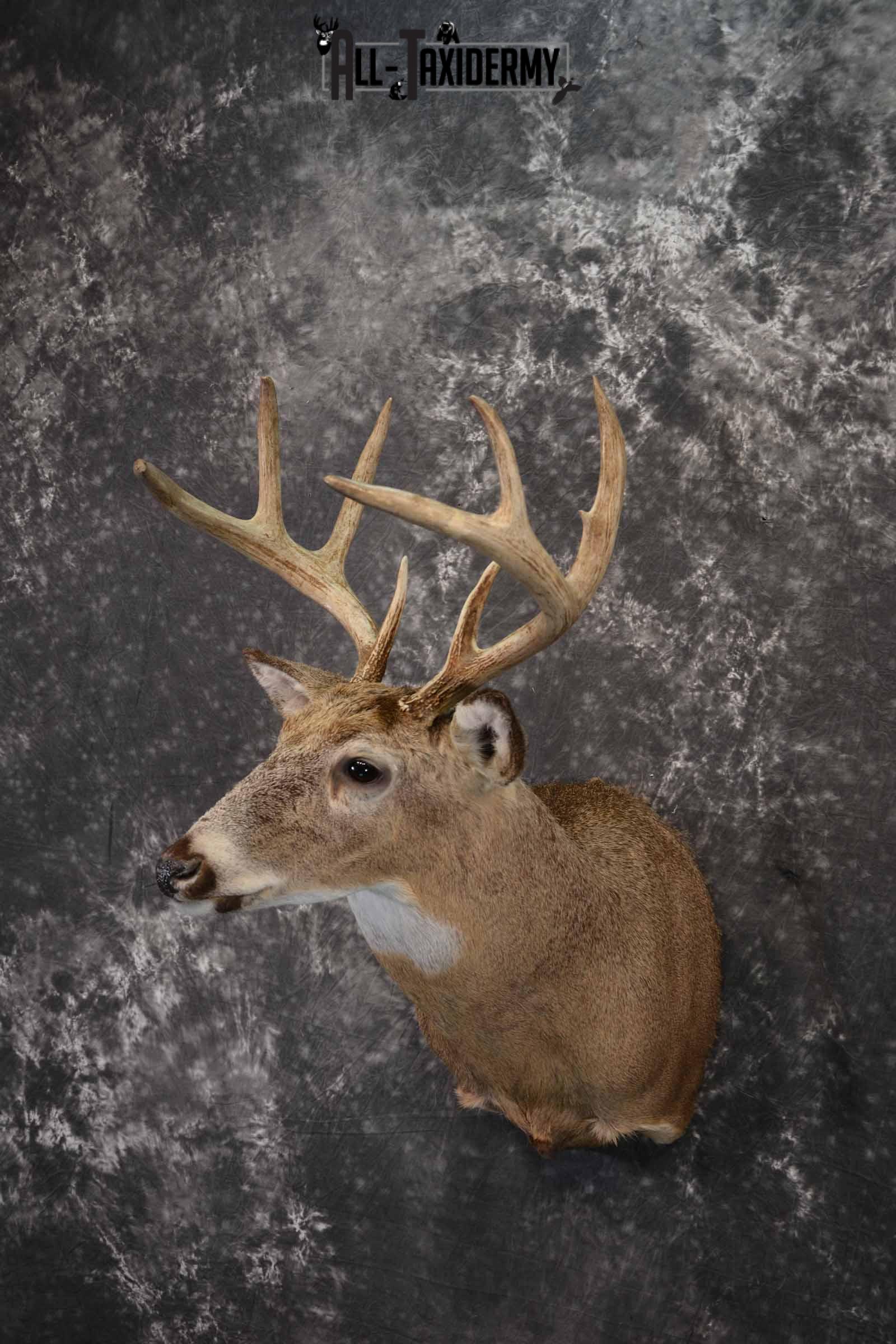 Whitetail deer taxidermy shoulder mount for sale SKU 1218 - Image 2