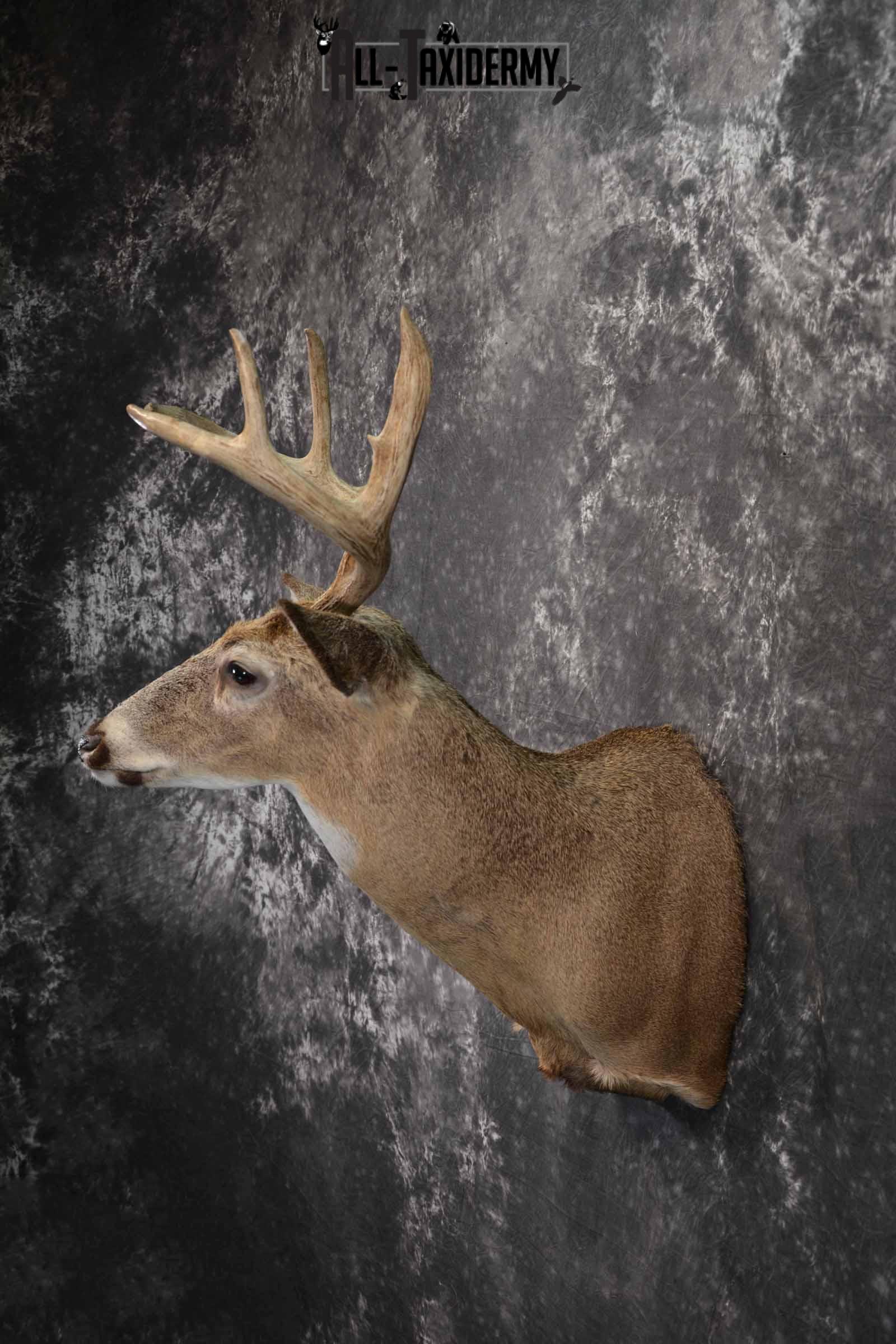 Whitetail deer taxidermy shoulder mount for sale SKU 1218 - Image 3