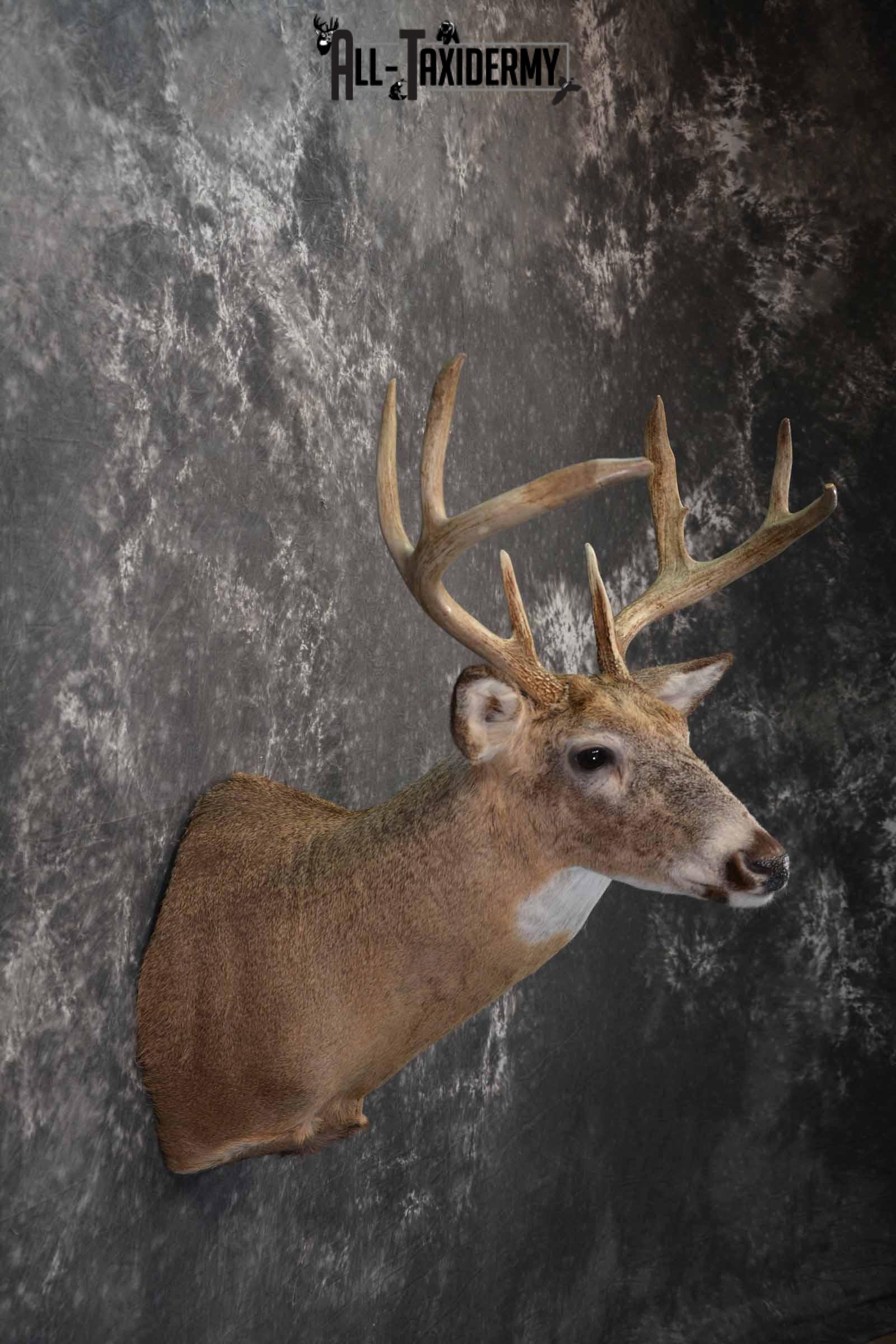 Whitetail deer taxidermy shoulder mount for sale SKU 1218 - Image 5