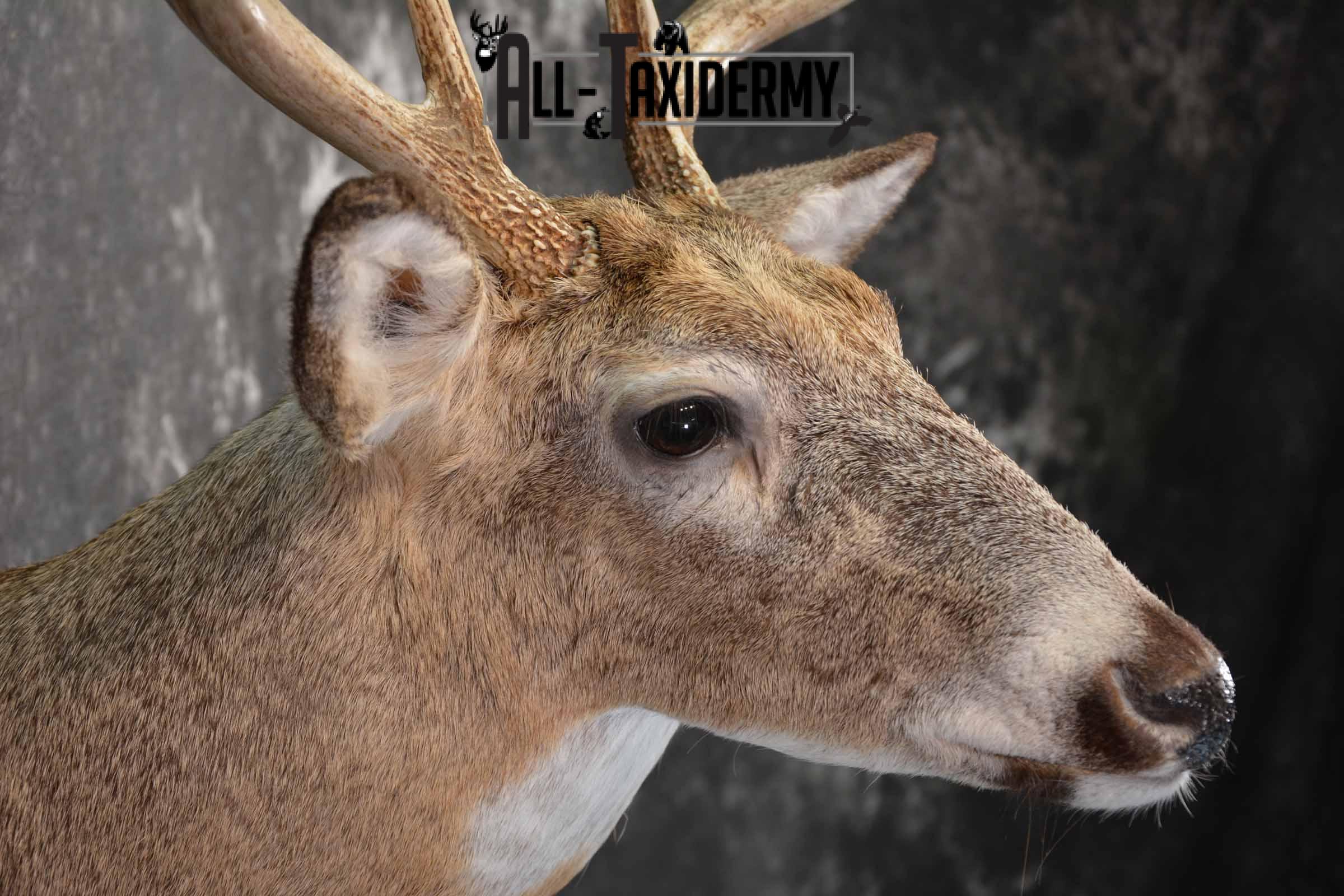 Whitetail deer taxidermy shoulder mount for sale SKU 1218 - Image 6