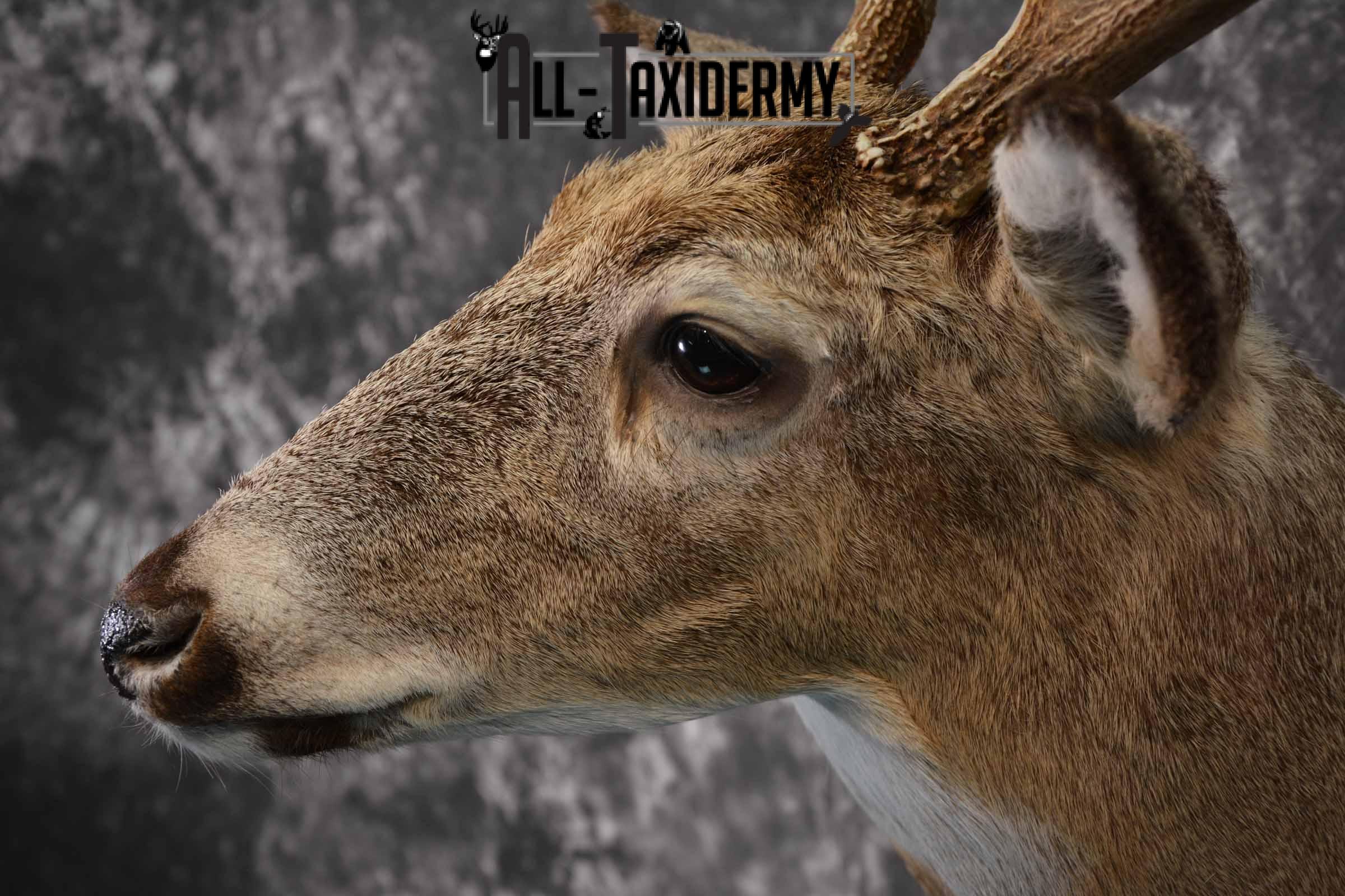 Whitetail deer taxidermy shoulder mount for sale SKU 1218 - Image 7