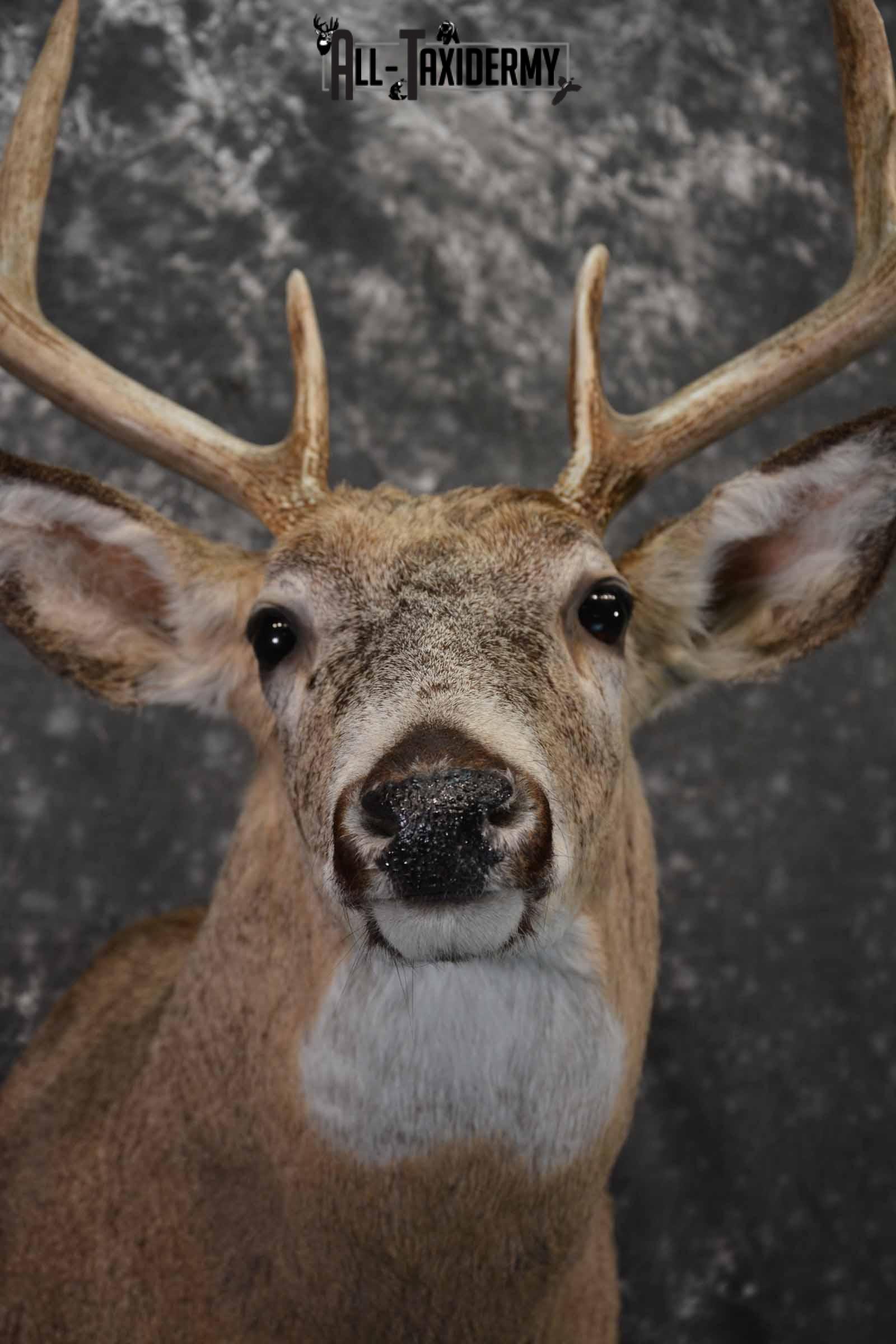 Whitetail deer taxidermy shoulder mount for sale SKU 1218 - Image 8