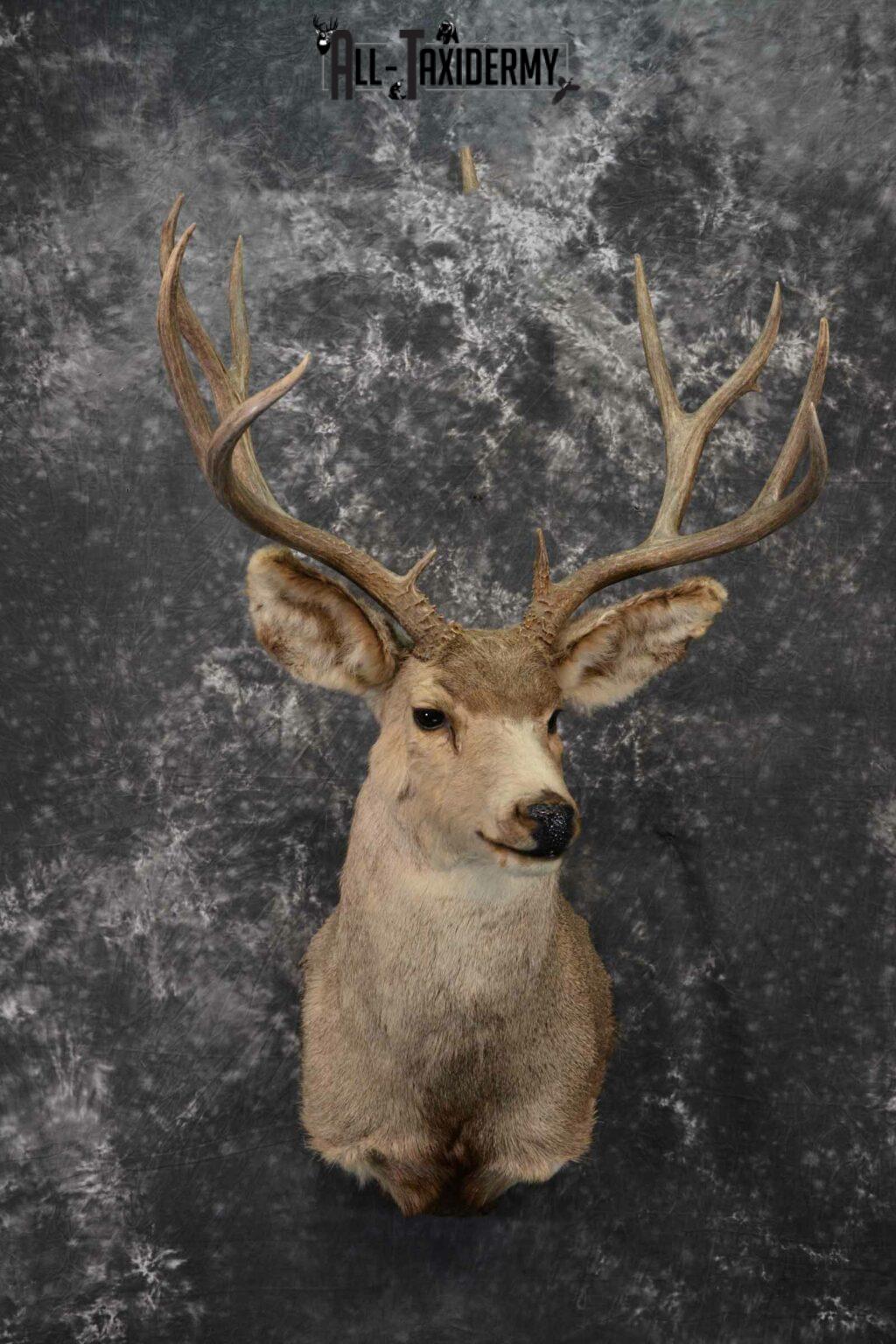 Mule Deer taxidermy mount for sale SKU 1221 All Taxidermy