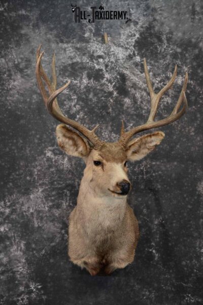 Mule Deer taxidermy mount for sale SKU 1221