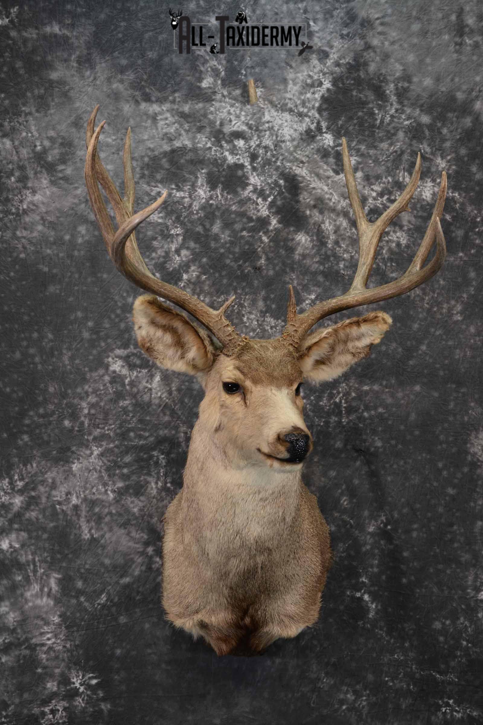 Mule Deer taxidermy mount for sale SKU 1221