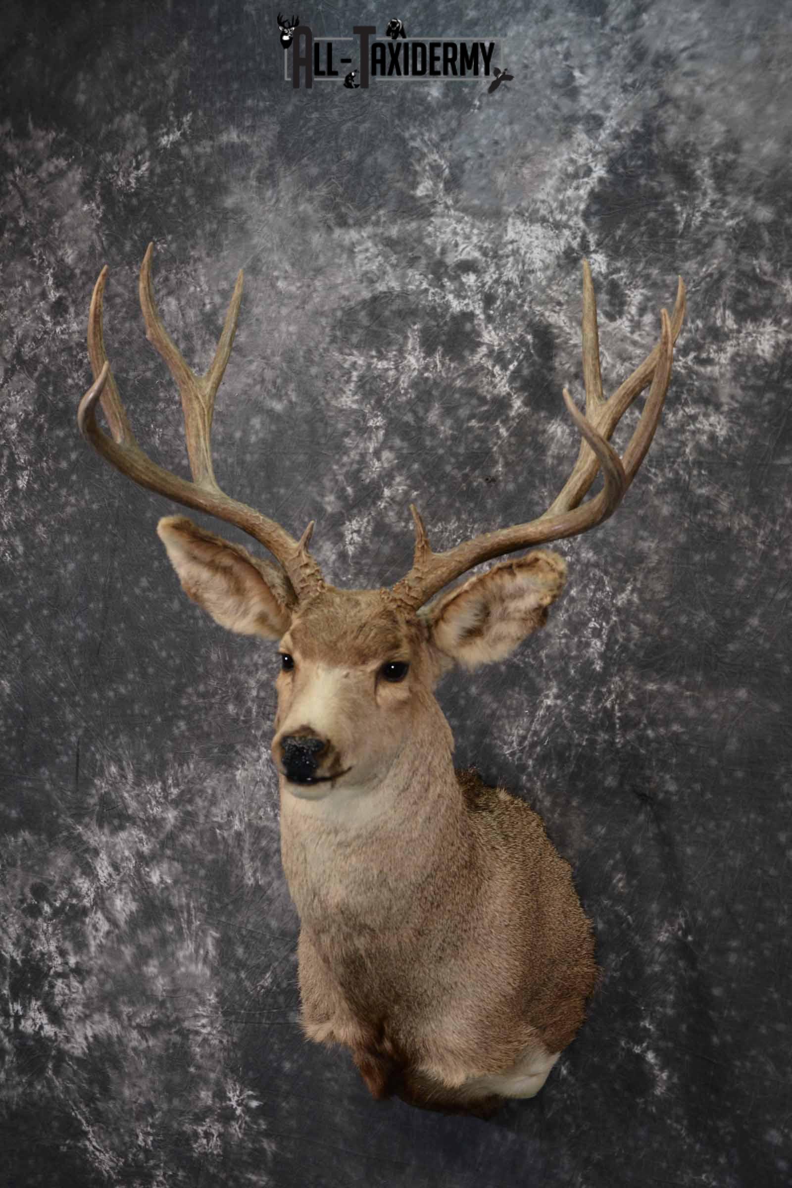 Mule Deer taxidermy mount for sale SKU 1221 - Image 4