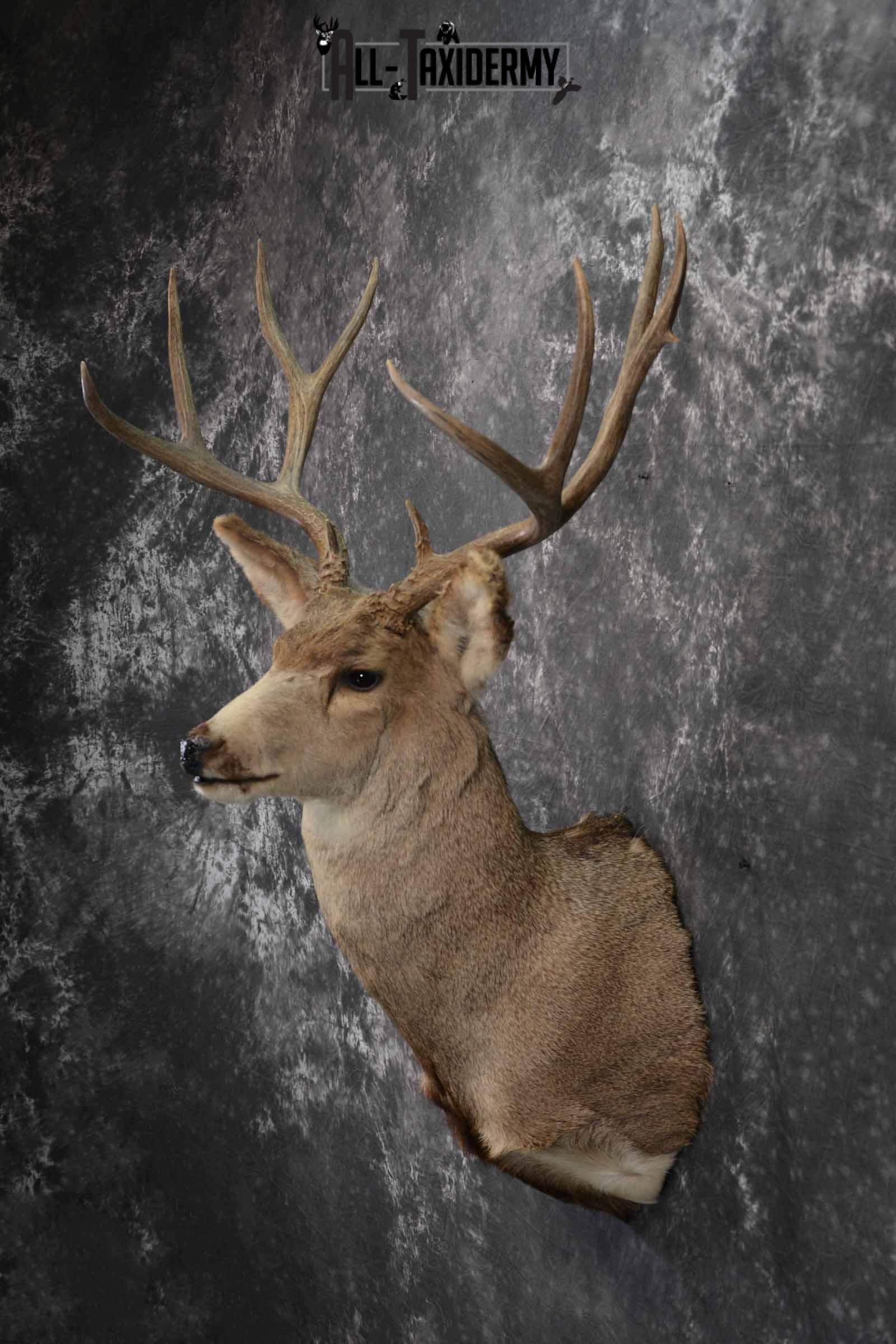 Mule Deer taxidermy mount for sale SKU 1221 - Image 3